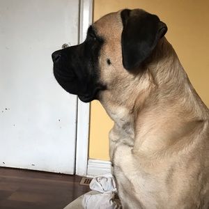 Meet your Posher, Faye